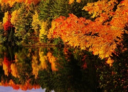 Jesień, Drzewa, Woda, Odbicie
