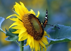 Słonecznik, Motyl