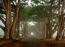 Droga, Mgła, Drzewa, Cyprys, Kalifornia