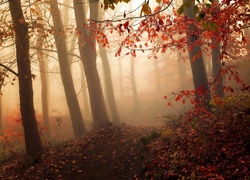 Las, Ścieżka, Drzewa, Liście, Poranna, Mgła, Jesień