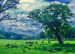 Łąka, Pastwisko, Drzewa, Chmury, Krowy