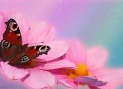 Motyl, Rusałka Pawik, Owad, Różowe, Dalie