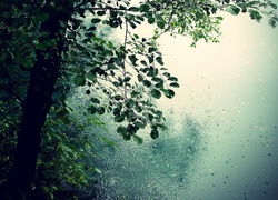 Drzewo, Liściaste, Deszcz