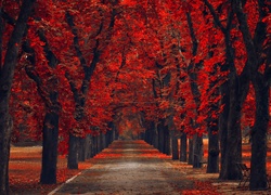 Park, Jesień, Czerwone, Drzewa, Aleja, Liście