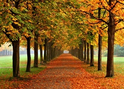 Jesień, Drzewa, Kasztany, Liście, Park