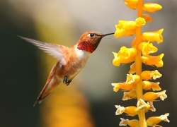 Koliber, Kwiat, Makro