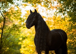 Koń, Piękna Grzywa, Jesień