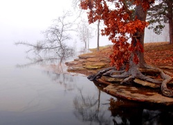 Jezioro, Mgła, Drzewo, Jesień