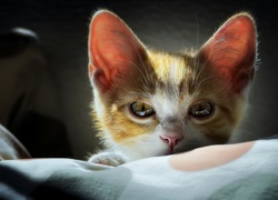 Malutki Kotek, Oczy, Światło