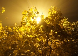 Drzewa, Noc, Przebijające Światło