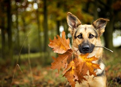 Pies, Owczarek, Jesienny, Klonowy, Liść