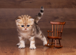 Mały, Kotek, Krzesło