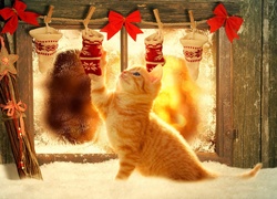 Rudy, Kot, Świąteczne