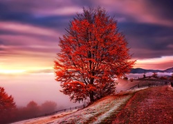 Jesień, Drzewa, Góry, Mgła, Ścieżka