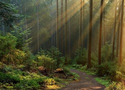 Las, Droga, Przebijające Światło