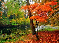 Jesień, Staw, Drzewa, Park