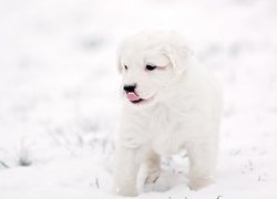 Pies, Szczeniak, Zima, Śnieg