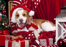 Pies, Prezenty, Świąteczne, Choinka