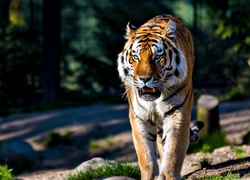 Tygrys, Las, Ścieżka