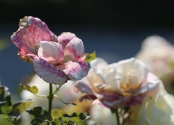 Róża, Nakrapiana, Kwiat
