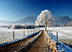 Zima, Droga, Góry, Drzewa, Śnieg, Szron