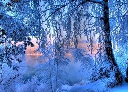 Zima, Oszronione, Drzewa