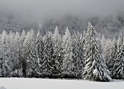 Zima, Las, Ogrodzenie, Mgła