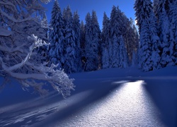 Zima, Przebijająca Światło, Drzewa