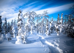 Zima, Ośnieżone, Drzewa, Ścieżka