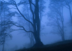 Las, Zmierzch, Mgła