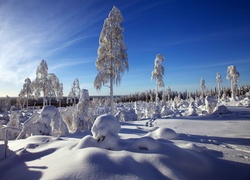 Zima , Śnieg, Las, Drzewa