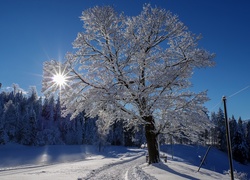 Zima, Ośnieżone, Drzewa , Promienie, Słońca, Śnieg ,Droga