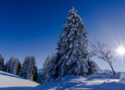 Zima, Wzgórza, Ośnieżone, Drzewa ,Śnieg ,Promienie, Słońca
