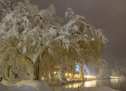 Zima, Jezioro, Las, Drzewa, Słowenia