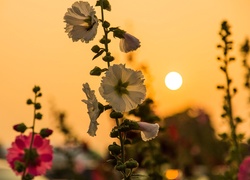 Lato, Kwiaty, Zachód Słońca