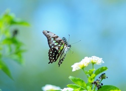 Motylek, Kwiatek