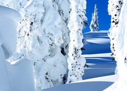 Zima, Śnieg , Drzewa, Niebo
