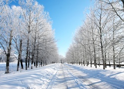 Zima, Droga, Ośnieżone, Drzewa