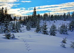 Zima, Drzewa, Śnieg, Wzgórza