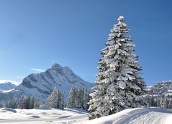 Zima, Góry, ,Ośnieżone, Drzewa, Śnieg