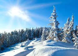 Zima, Promienie, Słońca, Ośnieżone, Drzewa