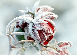 Zima, Oszroniona, Róża