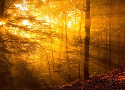 Las, Promienie Słońca, Mgła