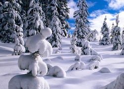 Las, Śnieg, Świerki