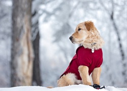Pies, Golden retriever, Czerwone, Ubranko, Śnieg