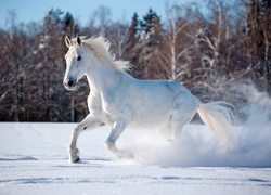 Biały Koń, Zima, Las