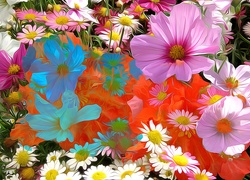 Kolorowe, Kwiaty