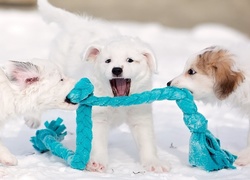 Śnieg, Psy, Szalik