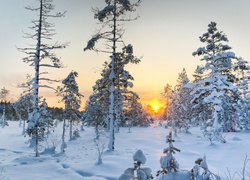 Las, Śnieg, Wschód słońca