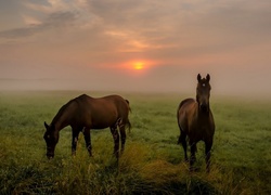 Dwa, Konie, Pastwisko, Zachód Słońca, Mgła